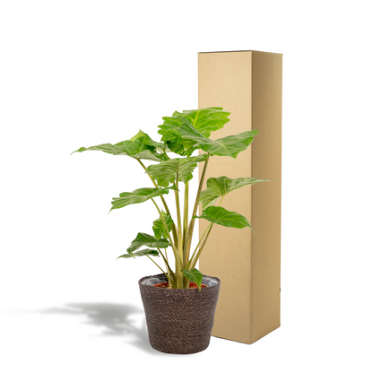 Alocasia Portodora Ø21cm mit Korb Igmar – Elefantenohr Zimmerpflanze