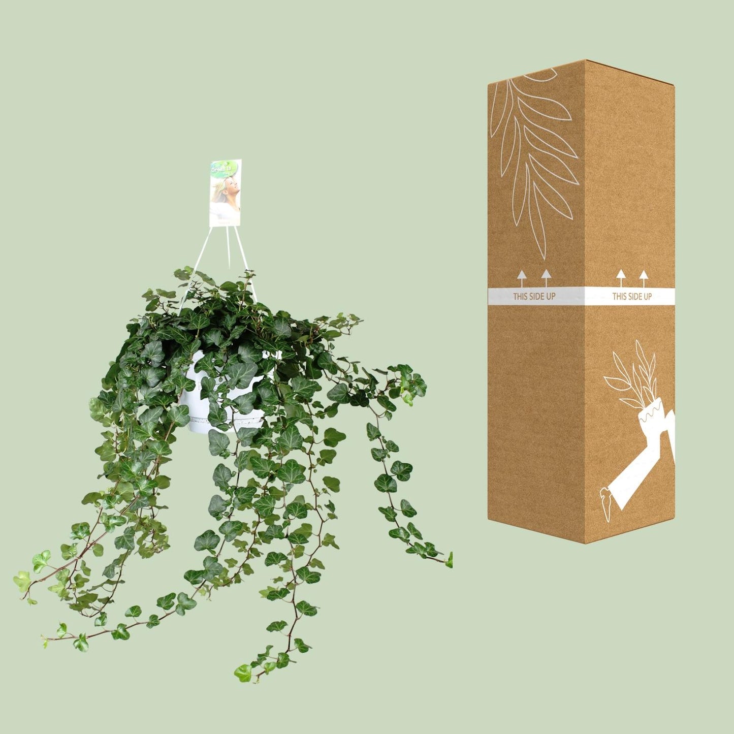 Hedera Helix Wonder Green – Pflegeleichte Kletterpflanze Ø24cm
