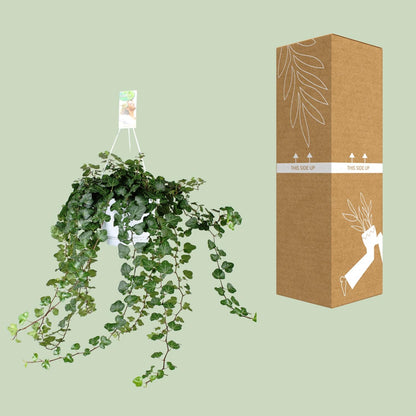 Hedera Helix Wonder Green – Pflegeleichte Kletterpflanze Ø24cm