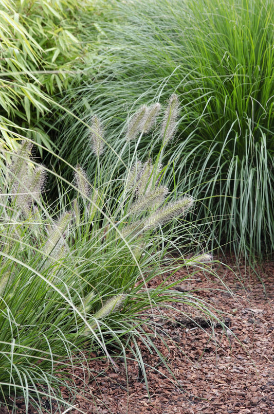 Pennisetum alopecuroides 'Hameln' – Kompaktes Lampenputzergras