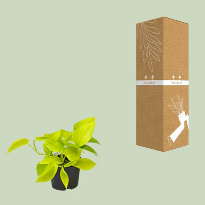 Epipremnum Golden Pothos – Pflegeleichte Zimmerpflanze Ø12 cm