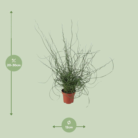 Juncus Effusus Spiralis – Gemeine Binse, Ø12cm, 30cm hoch