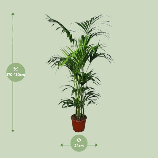 Howea Kentia-Palme Ø24cm, ca. 180cm hoch – pflegeleicht & luftreinigend