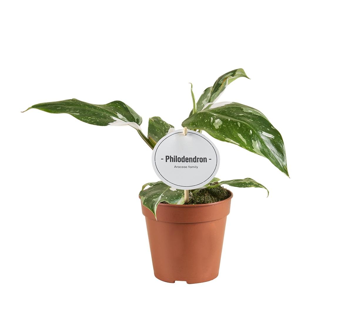 Philodendron White Princess – Ø12cm, ca. 30cm Höhe