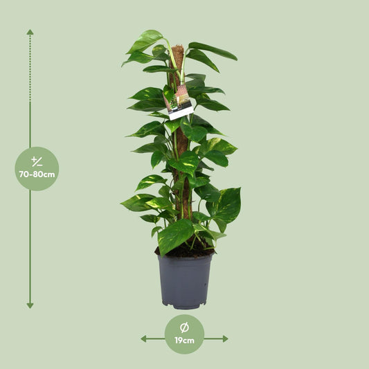 Efeutute (Scindapsus) – Pflegeleichte Zimmerpflanze 80 cm