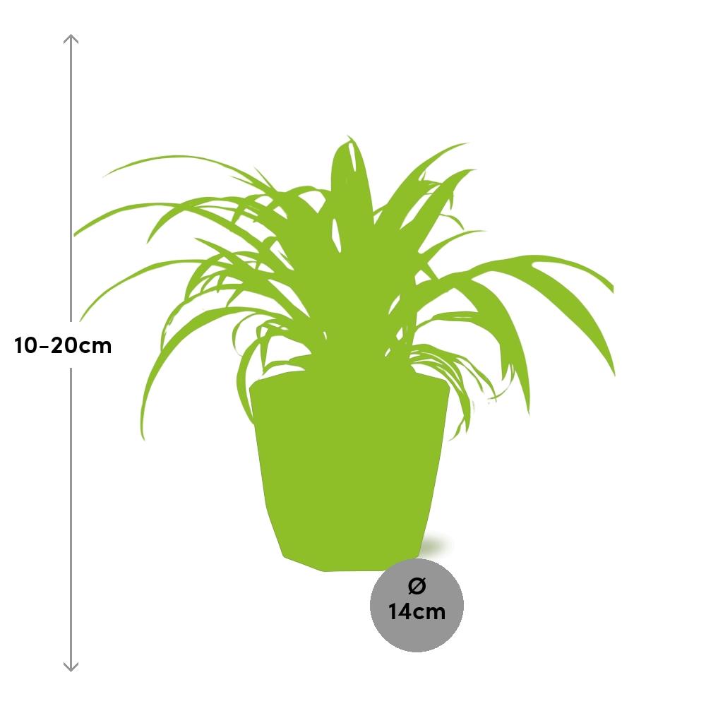 Chlorophytum Comosum Variegatum – Pflegeleichte Grünlilie 14cm