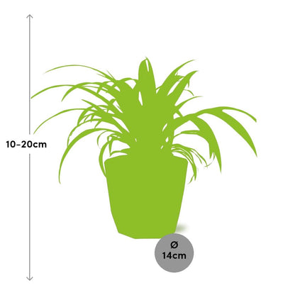 Chlorophytum Comosum Variegatum – Pflegeleichte Grünlilie 14cm