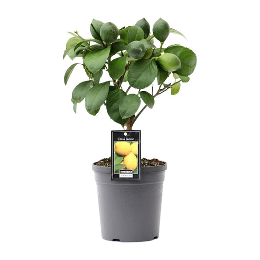Citrus Lemon op Stamm – kompakter Zitronenbaum Ø15cm