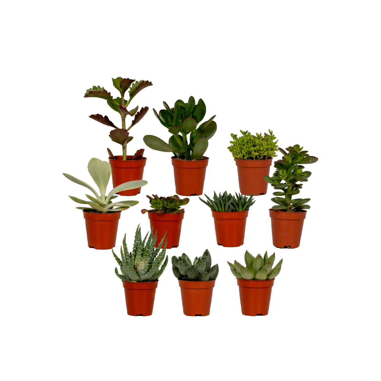 Sukkulenten Mix – 10 pflegeleichte Zimmerpflanzen Ø 5,5-7 cm