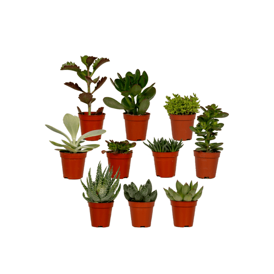 Sukkulenten Mix – 10 pflegeleichte Zimmerpflanzen Ø 5,5-7 cm