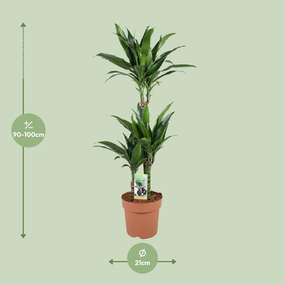 Dracaena Janet Craig – Pflegeleichter Drachenbaum Ø21cm, 100cm hoch