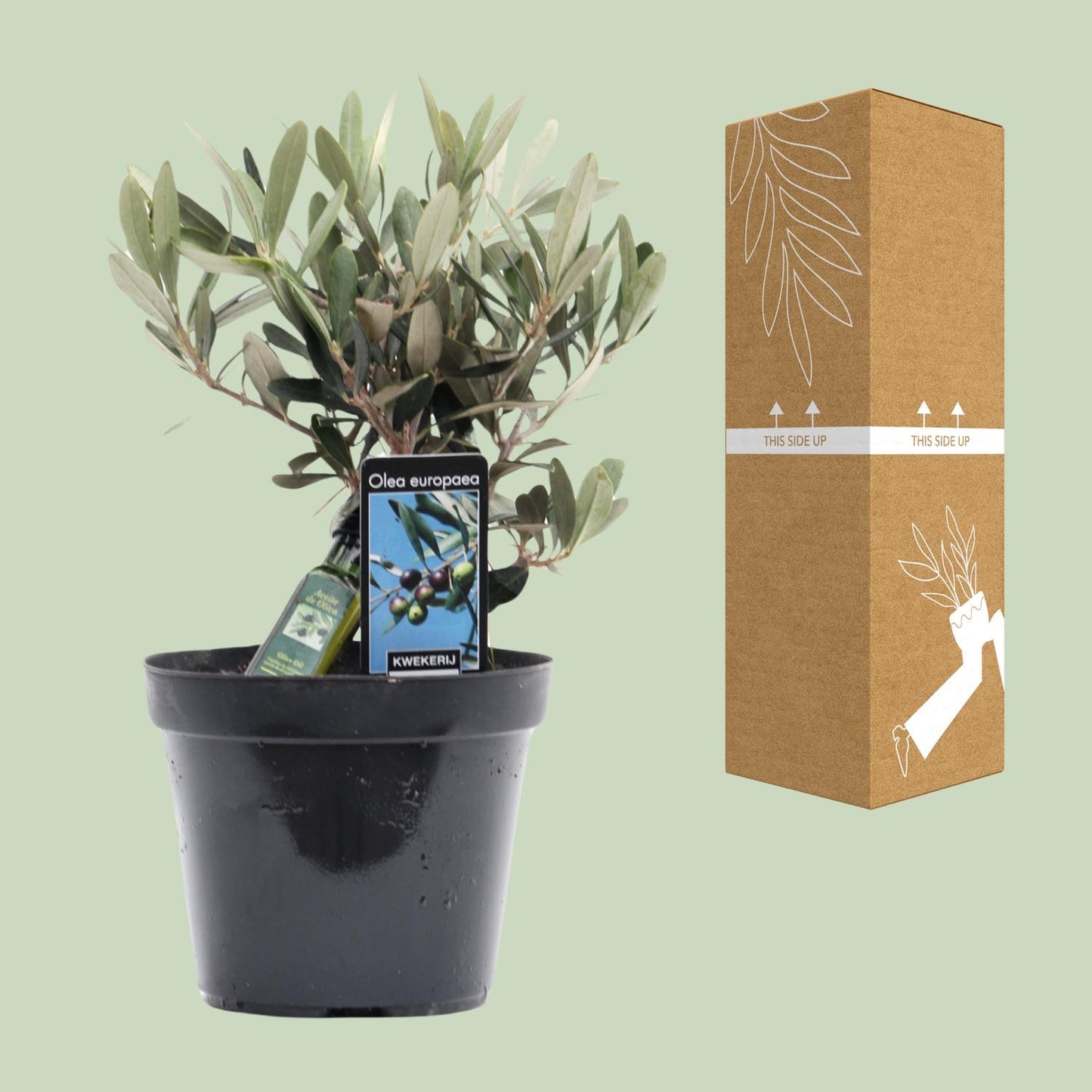 Olea Olive – Mediterrane, pflegeleichte Zimmerpflanze Ø13cm