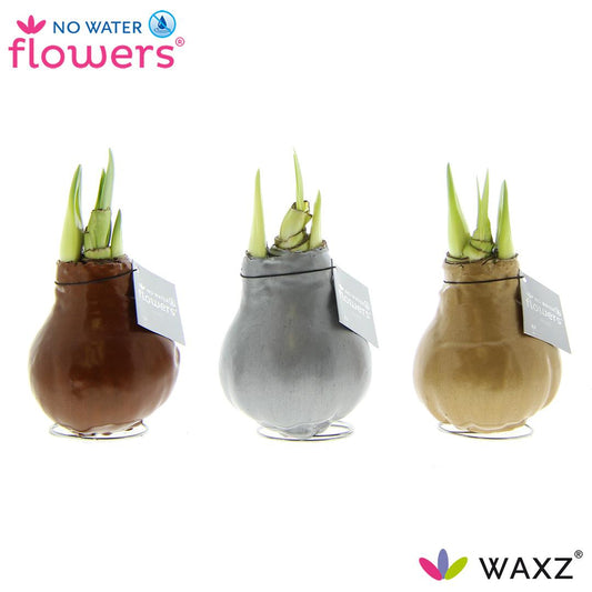 No Water Flowers Waxz Trockenblumen 3er Set Gold, Silber, Kupfer