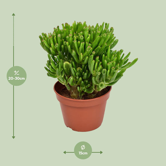 Crassula Hobbit – pflegeleichte Sukkulente Ø15cm