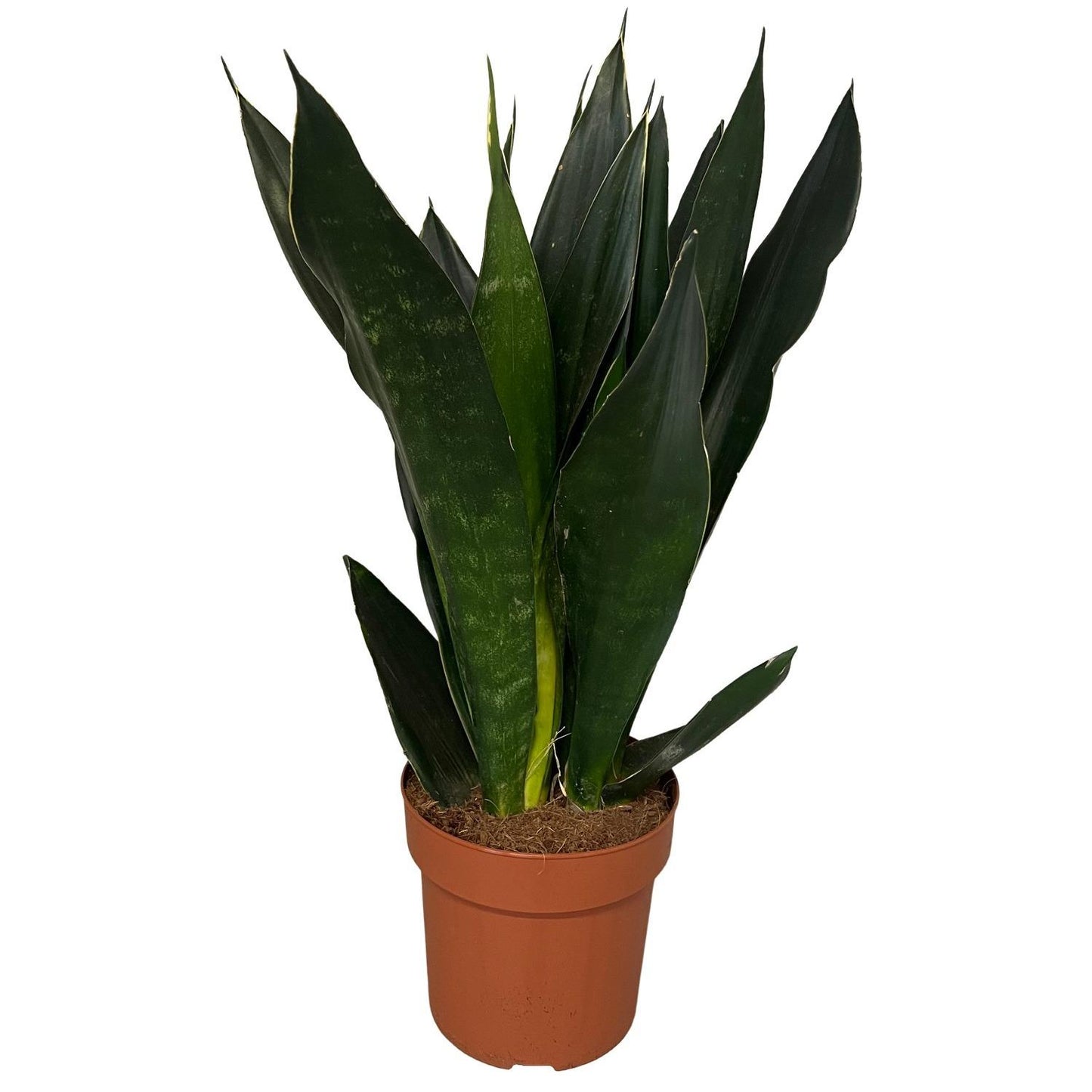 Sansevieria Black Diamond – Pflegeleichte Trendpflanze Ø17cm