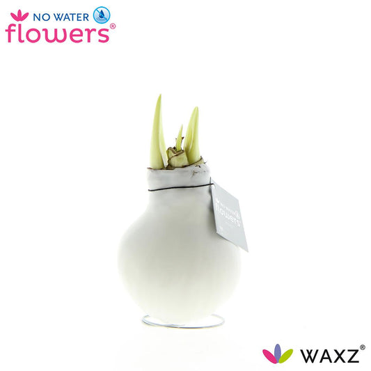 No Water Flowers Waxz® White – Pflegeleichte Wachsblume Ø 15 cm