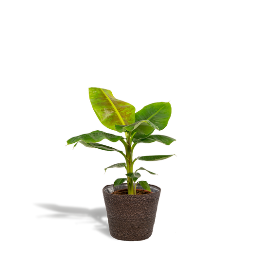 Zwerg-Banane 'Cavendish' – Tropische Zimmerpflanze 90cm mit Korb