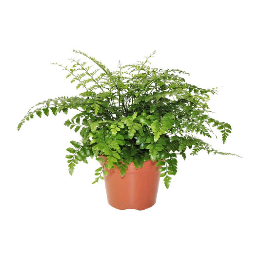 Asplenium Parvati – Pflegeleichter Spleenwort Ø17cm