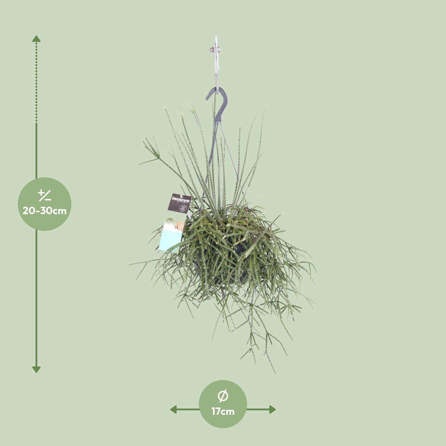 Rhipsalis pilocarpa – pflegeleichte Zimmerpflanze Ø17cm