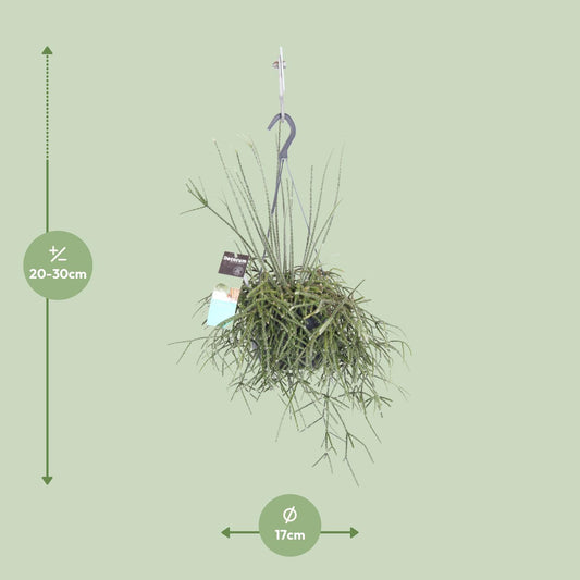 Rhipsalis pilocarpa – pflegeleichte Zimmerpflanze Ø17cm