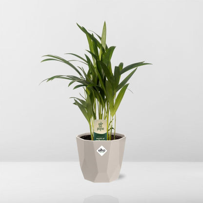 Dypsis Lutescens (Bambuspalme) 12cm im ELHO b.for rock Topf