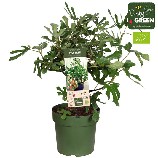 Feigenbaum 'Little Miss Figgy' Bio – Kompakt & Fruchtend