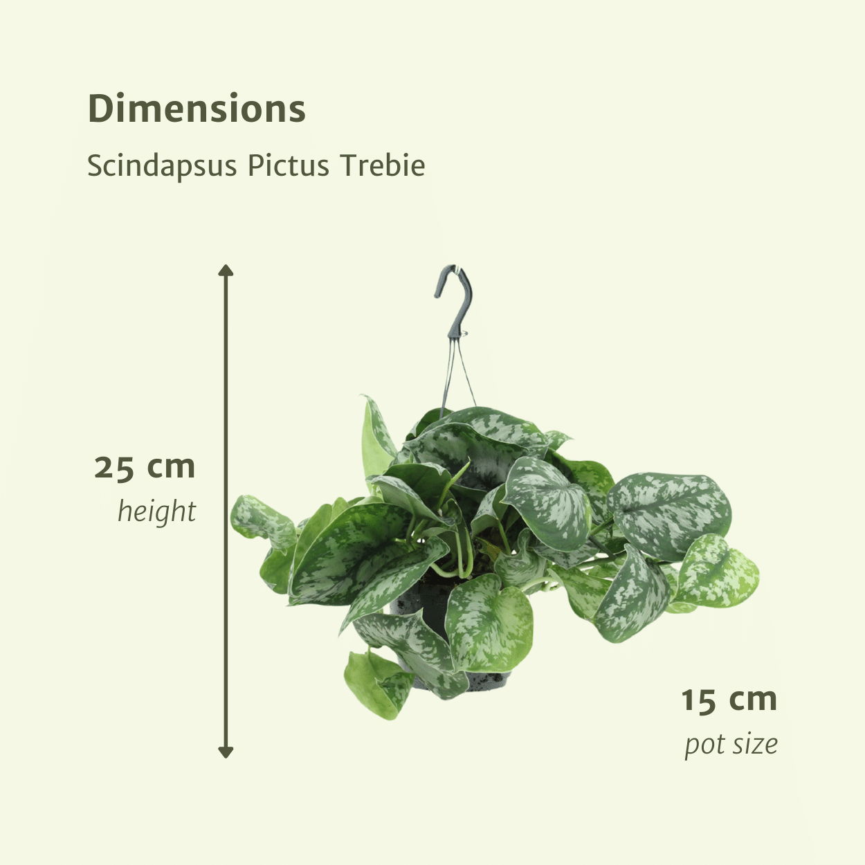 Scindapsus Pictus Trebie – 2er-Set Ø15cm – Pflegeleichte Hängepflanze