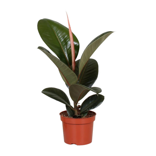 Ficus Elastica Robusta – Pflegeleichte Zimmerpflanze Ø12cm