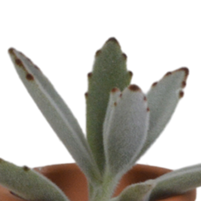 Vetplanten-Mischung 5,5 cm im Terrakottatopf – 5er Set