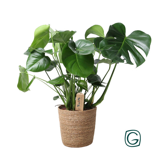 Monstera im Naturkorb Ø21cm, ca. 60cm hoch