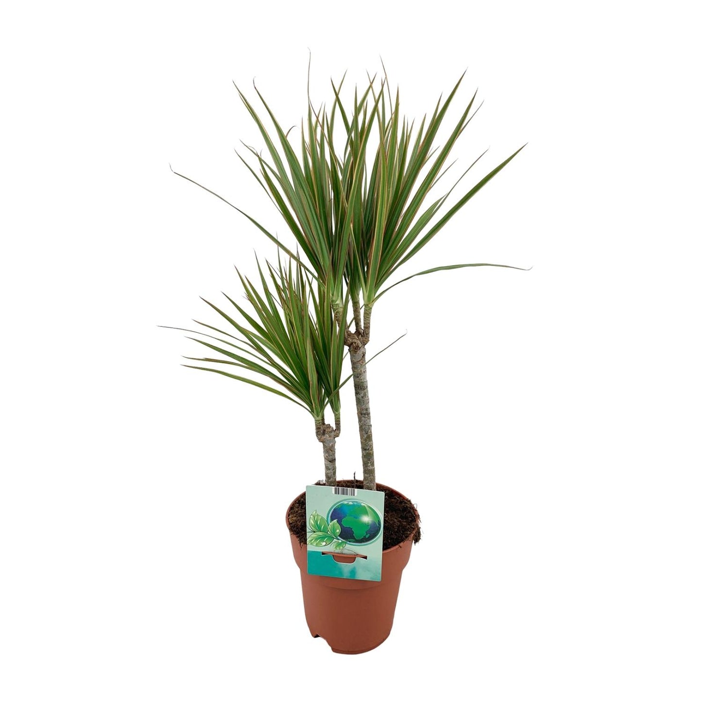Dracaena Marginata Bicolor – Pflegeleichter Drachenbaum Ø19cm