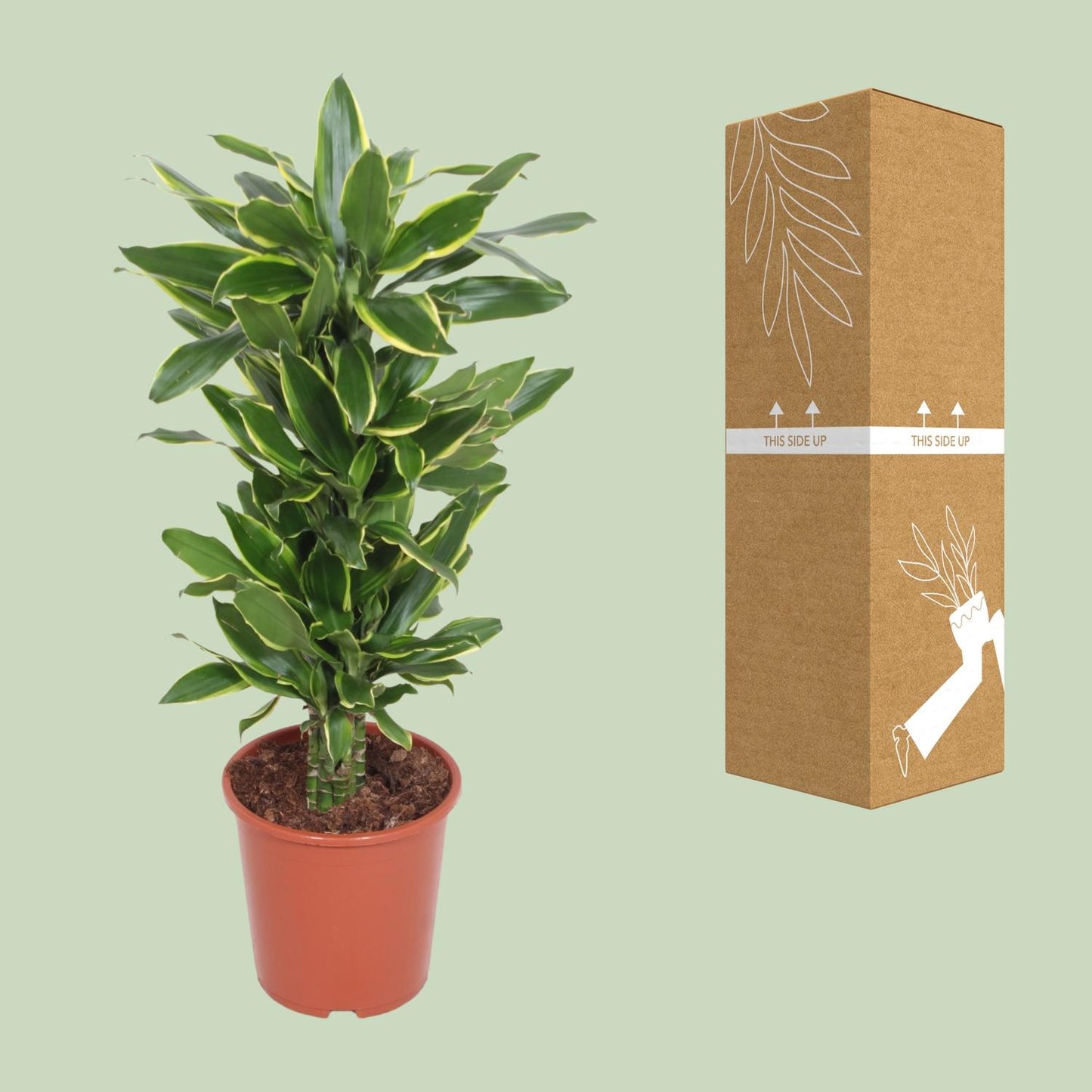 Dracaena Golden Coast – Pflegeleichter Drachenbaum Ø27cm