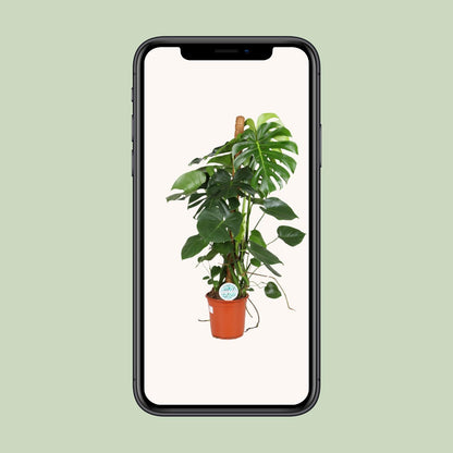 Monstera Deliciosa – Pflegeleichte Trendpflanze Ø24cm, 105cm hoch