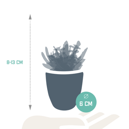 Vetplanten-Mischung 5er Set in Weißem Topf