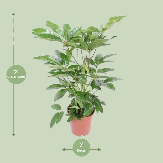 Schefflera Actinophylla Amate – Tropische Zimmerpflanze Ø24cm