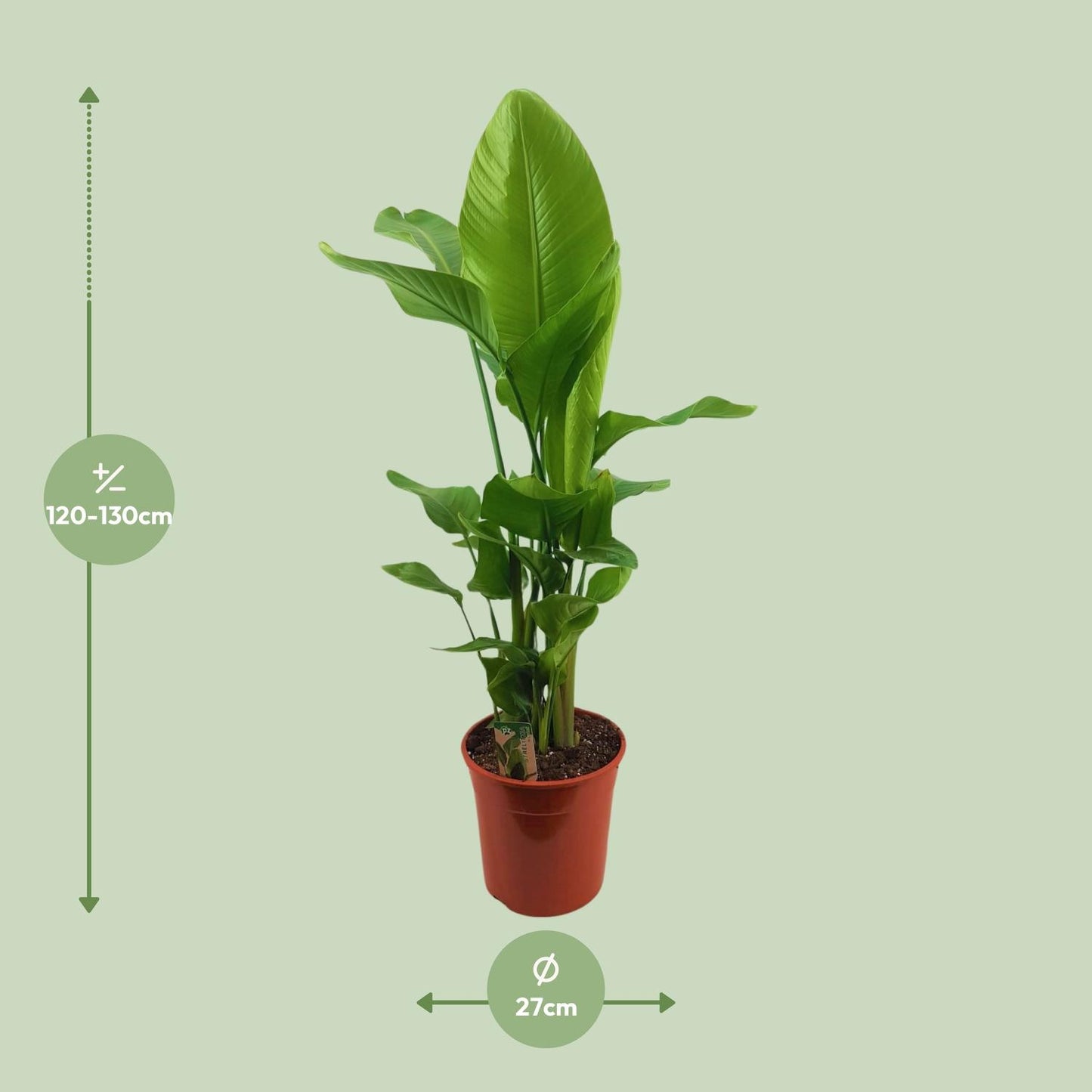 Strelitzia Nicolai – Paradiesvogelblume Ø27cm, 130cm hoch