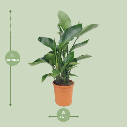 Strelitzia Nicolai - Pflegeleichte Bird of Paradise Pflanze Ø22cm
