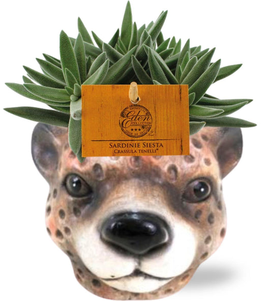 Crassula Tenelli – Pflegeleichte Sukkulente im Leopard-Topf