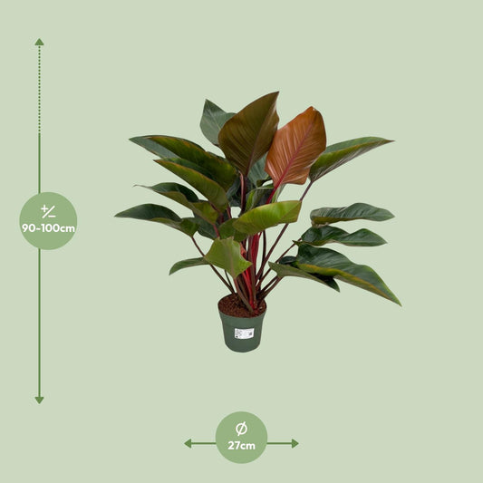 Philodendron Red Beauty – Tropische, pflegeleichte Zimmerpflanze 100 cm