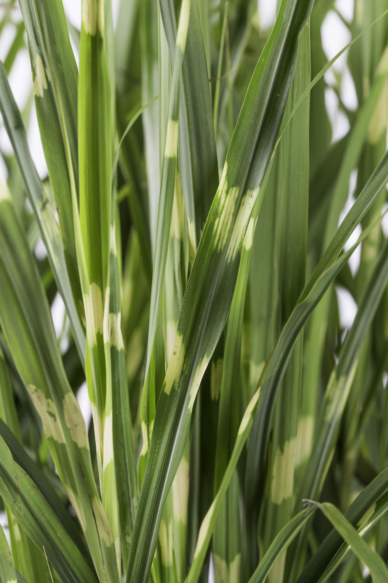 Miscanthus sinensis Strictus – Zebra Ziergras Ø23cm