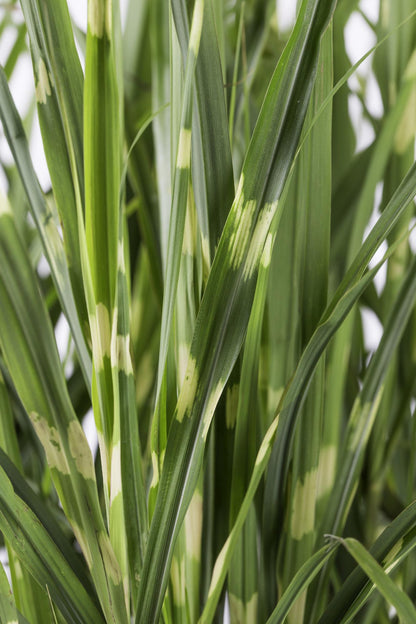 Miscanthus sinensis Strictus – Zebra Ziergras Ø23cm