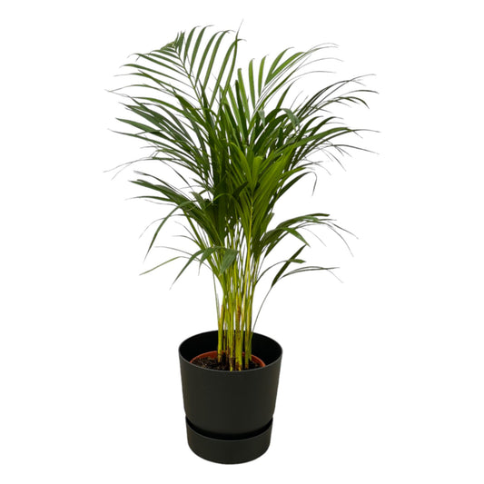 Areca-Palme im Elho Greenville Topf Ø19cm – Pflegeleicht & Trendig