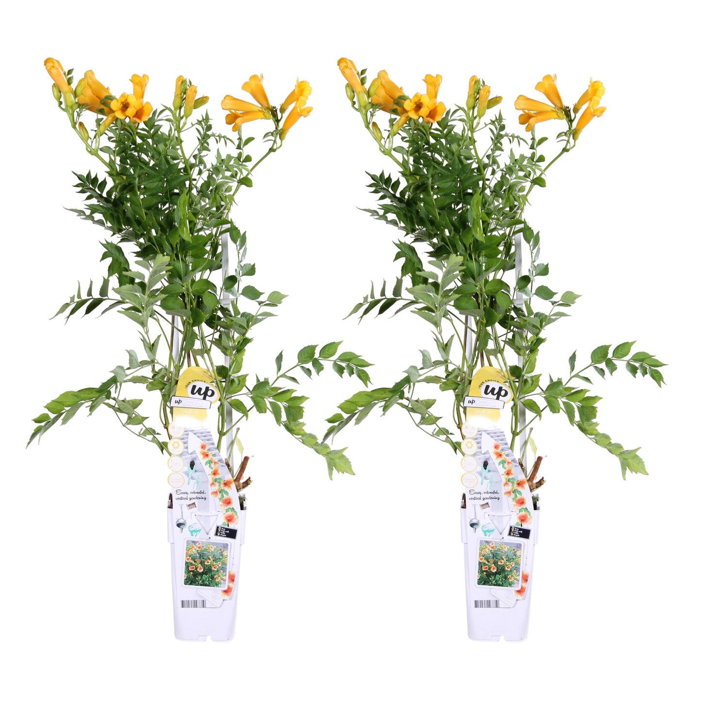 2x Campsis Summer Jazz 'Gold Trumpet' – Trompeten-Kletterpflanze, 65 cm