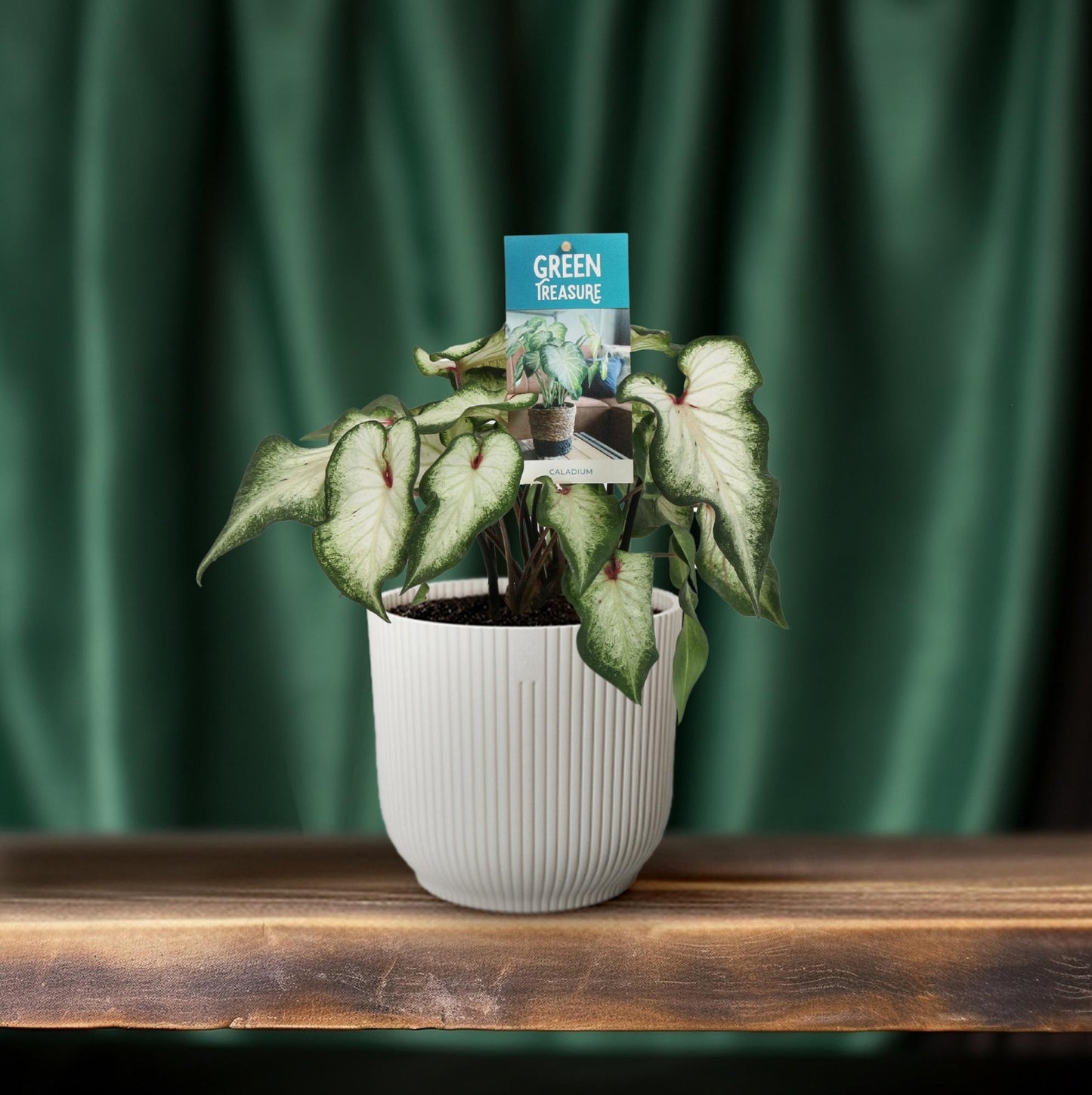 Caladium 'White Wonder' – Pflegeleichter Engelsflügel Ø12cm