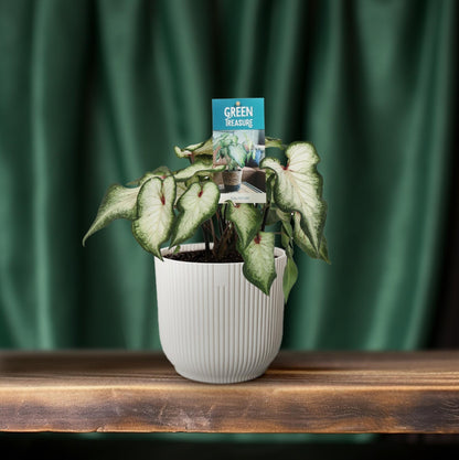 Caladium 'White Wonder' – Pflegeleichter Engelsflügel Ø12cm