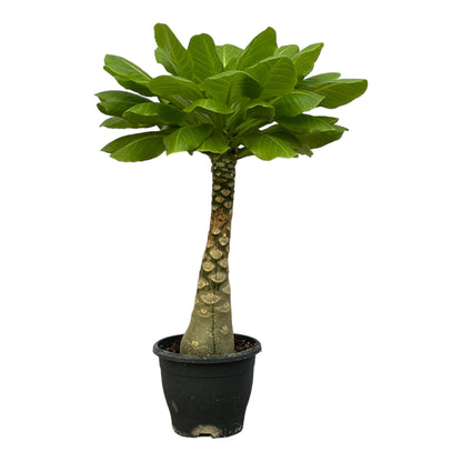 Birghamia Insignis – Pflegeleichte tropische Zimmerpflanze 25 cm