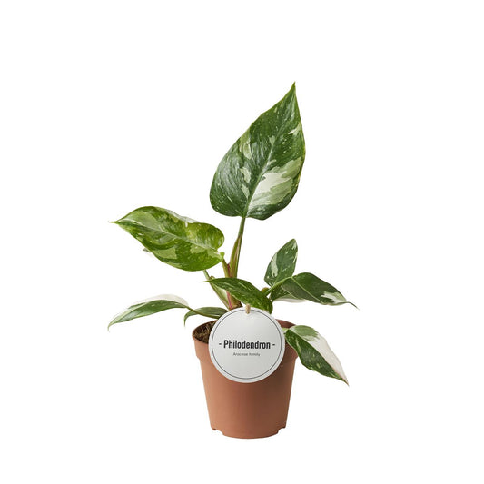 Philodendron White Princess – Pflegeleichte Trendpflanze Ø12cm
