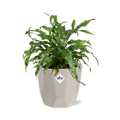 Microsorum Diversifolium in ELHO b.for rock 14 cm warm grey