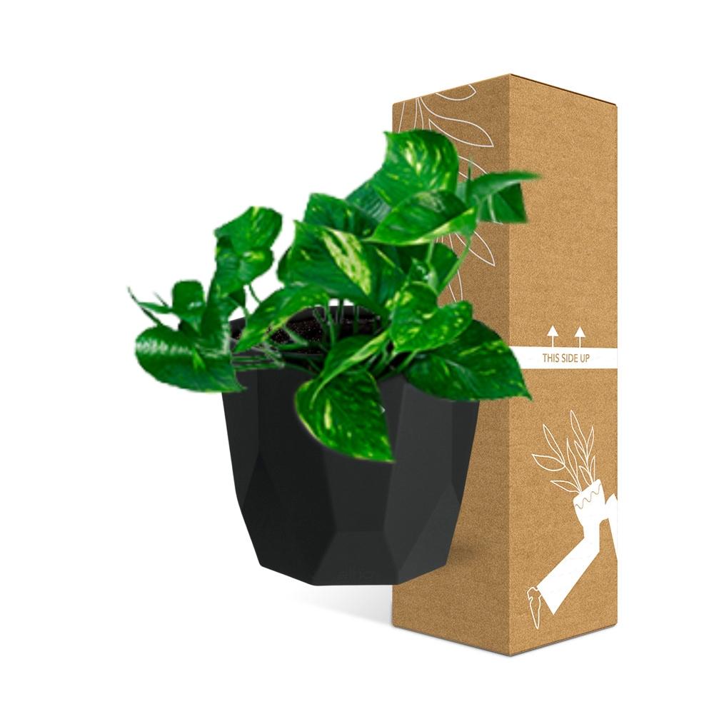 Epipremnum Pinnatum ‘Aureum’ – Pflegeleichte Geldpflanze 14cm