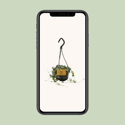 Ceropegia Woodii – Herzblattgirlande Ø10,5cm, Höhe 15cm